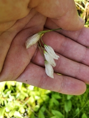 Eriophorum viridicarinatum