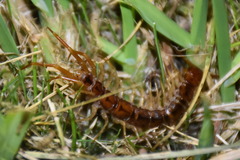 Eupolybothrus grossipes