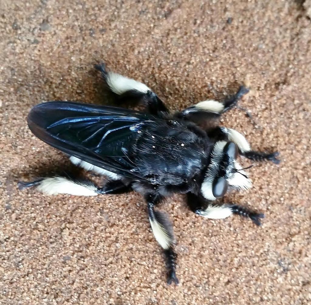 Woodcutterbee Robberfly