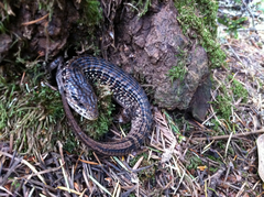 Elgaria coerulea coerulea