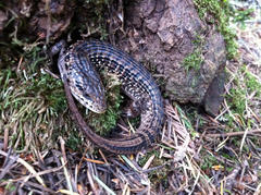 Elgaria coerulea coerulea