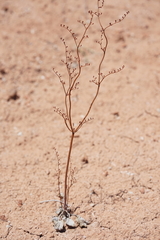 Eriogonum exaltatum