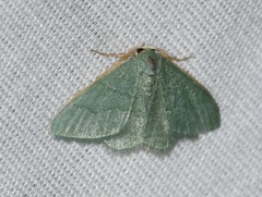 Xerochlora mesotheides