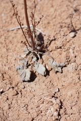 Eriogonum exaltatum