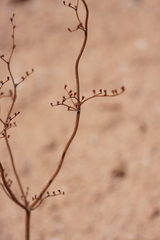 Eriogonum exaltatum