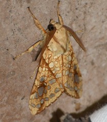 Lophocampa bicolor