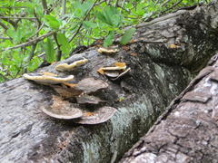 Trametes cingulata