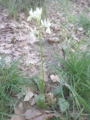 Orchis provincialis