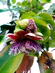 Passiflora quadrangularis
