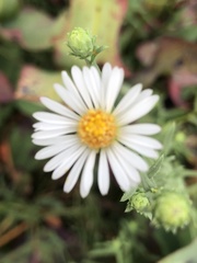 Symphyotrichum bracteolatum