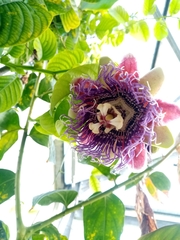 Passiflora quadrangularis