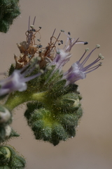 Phacelia palmeri