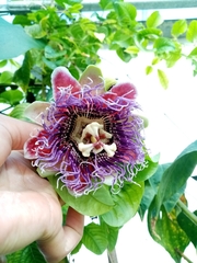 Passiflora quadrangularis