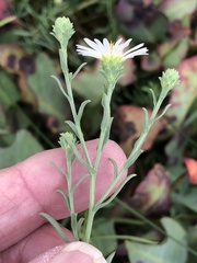 Symphyotrichum bracteolatum