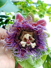 Passiflora quadrangularis