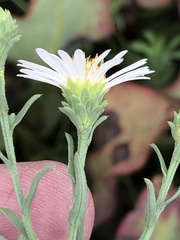 Symphyotrichum bracteolatum