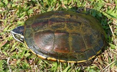 Malayemys macrocephala
