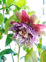 Passiflora quadrangularis