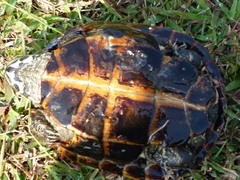 Malayemys macrocephala