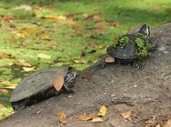 Malayemys macrocephala