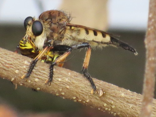 Red-footed Cannibal Fly