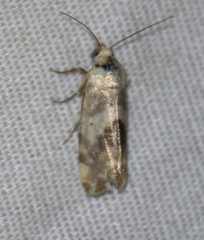 Ponometia altera