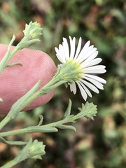 Symphyotrichum bracteolatum