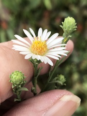 Symphyotrichum bracteolatum