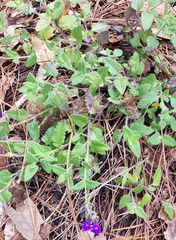 Salvia pusilla
