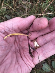 Symphyotrichum bracteolatum