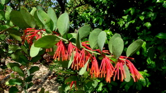 Psittacanthus biternatus