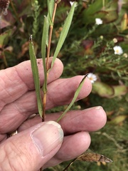 Symphyotrichum bracteolatum