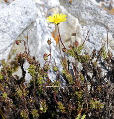 Ursinia dentata