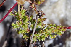Ursinia dentata