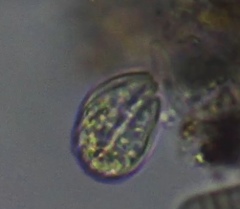 Entosiphon