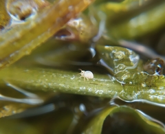 Sminthurides aquaticus