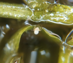 Sminthurides aquaticus