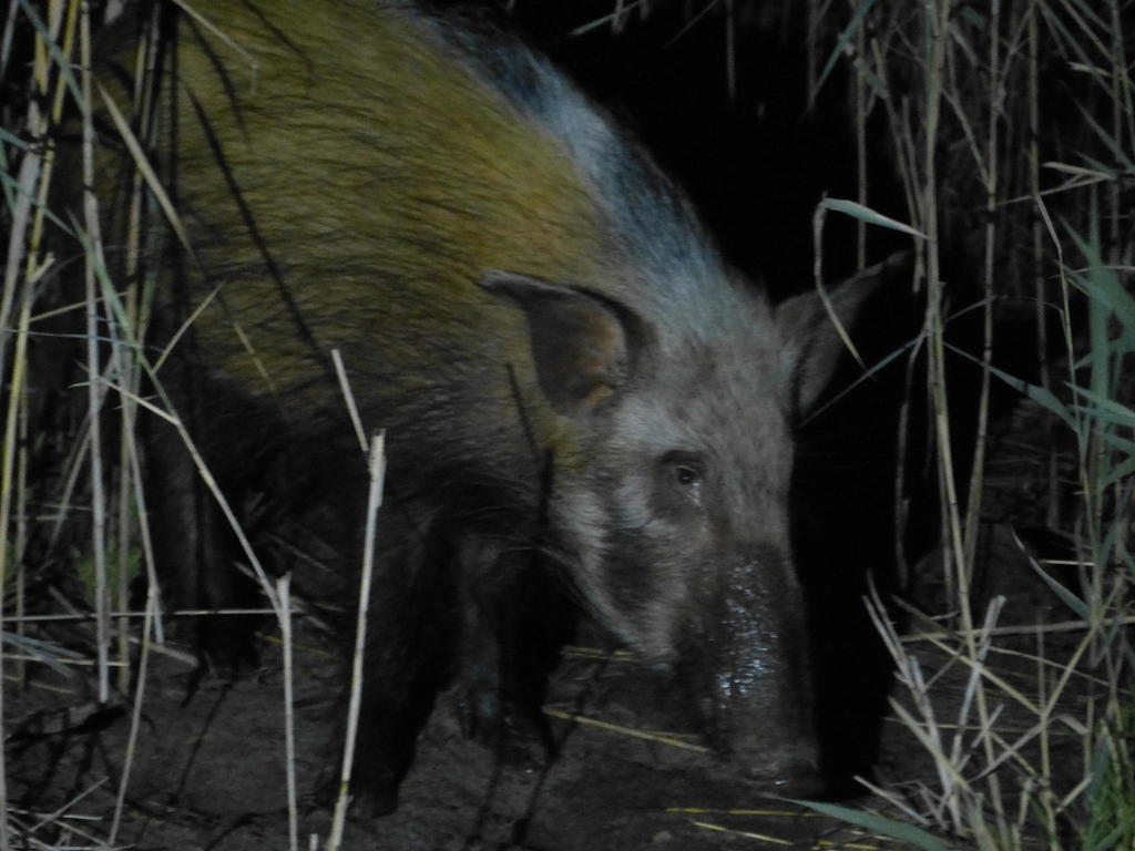 Bushpig