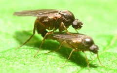 Gymnophora