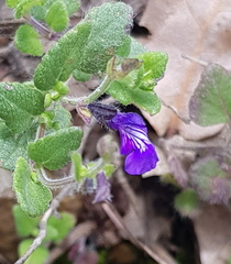 Salvia pusilla