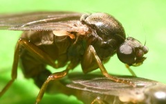 Gymnophora