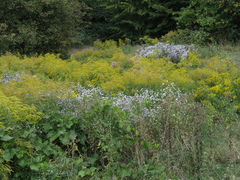 Symphyotrichum × versicolor