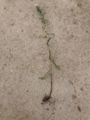 Symphyotrichum bracteolatum