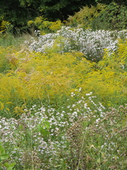 Symphyotrichum × versicolor