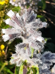Nabalus racemosus