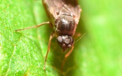 Gymnophora