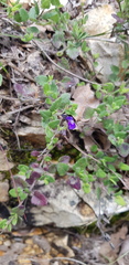 Salvia pusilla