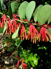 Psittacanthus biternatus