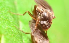 Gymnophora