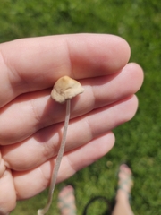 Conocybe apala